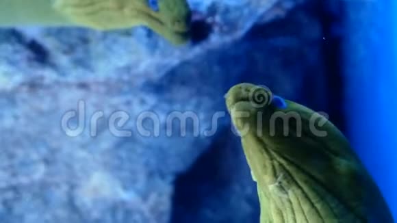 青牡鳗鱼也被称为蛙体视频的预览图