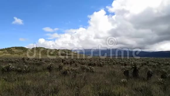 哥伦比亚普雷斯国家公园帕拉莫生态系统氟利昂埃斯佩雷蒂亚植物视频的预览图