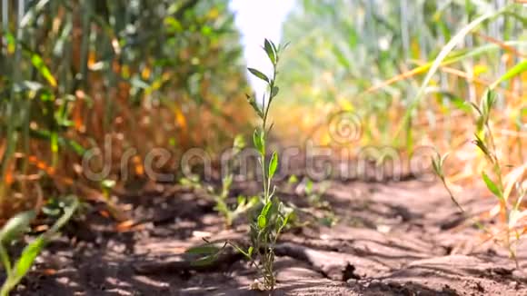 在小麦和黑麦播种之间生长的杂草田间的大型害虫视频的预览图