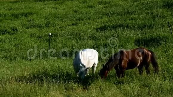 在农场牧场吃新鲜青草的马匹视频的预览图