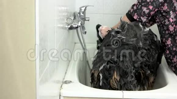 伯尼斯狗在洗澡视频的预览图