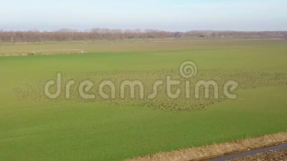 多瑙河三角洲绿野上一大群白鹅视频的预览图