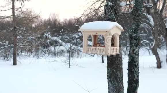 在森林公园的树上雕刻的木制鸟喂食器视频的预览图