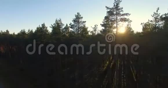 日落时在松林中的树木上鸟瞰阳光视频的预览图