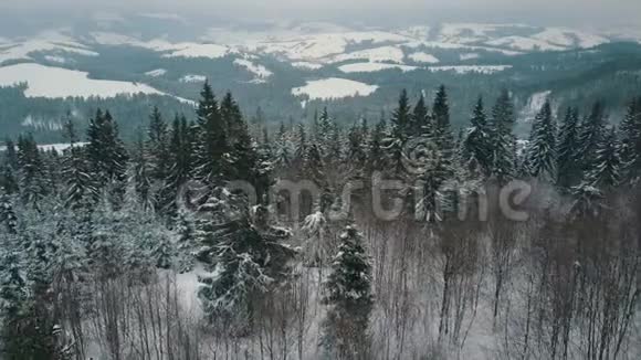 鸟瞰冬山高山草甸山顶上长满了巨大的松树和白雪覆盖的山峰视频的预览图