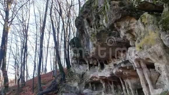 森林中的洞穴视频的预览图