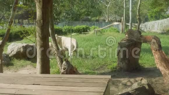 高露天动物园玻璃板条箱后面的狮子视频的预览图