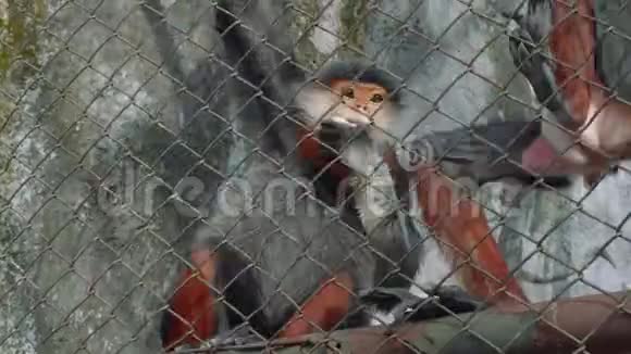 高露天动物园笼中可爱的猴子视频的预览图