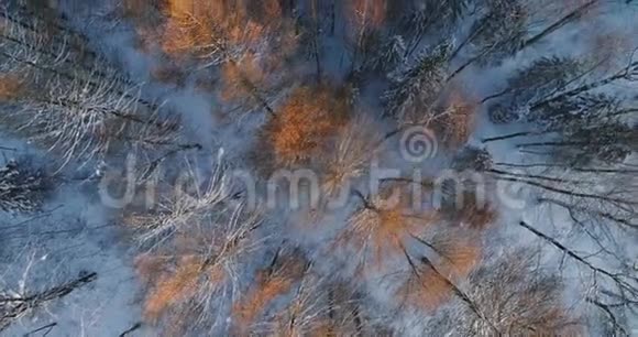 空中视频顶部的风景如画的冬季森林公园与树木在雪视频的预览图