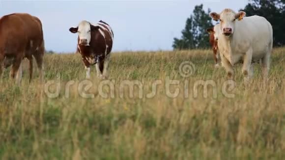 一头白牛站在牛群中视频的预览图