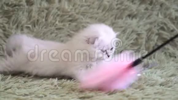 英国小猫在棍子上玩羽毛玩具视频的预览图