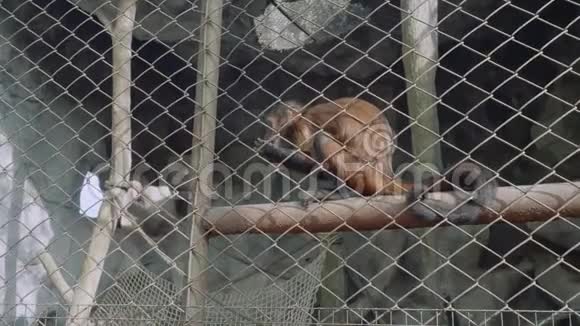 高克河露天动物园猴景观视频的预览图