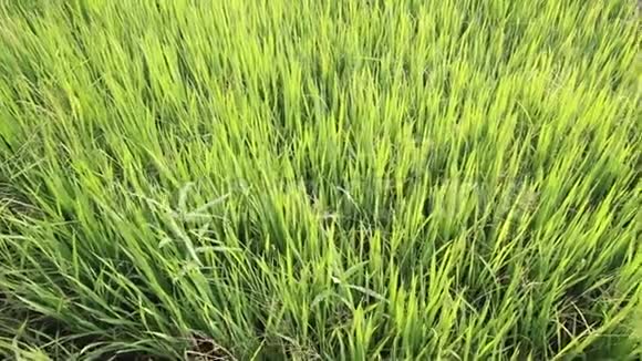 绿色稻田摩洛哥时间视频的预览图