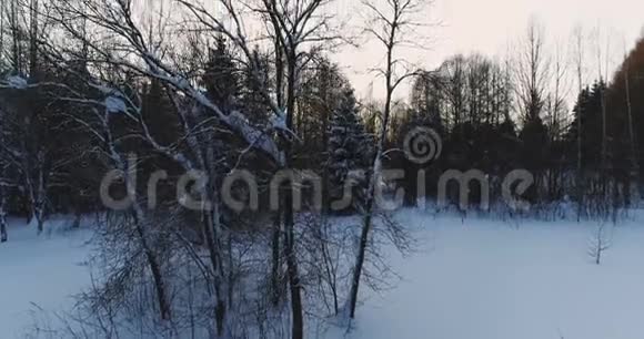 空中视频侧面观看冬天美丽的森林与树木在雪摄像机自下而上移动视频的预览图