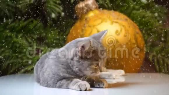 猫躺在圣诞树上的装饰品新年球视频的预览图