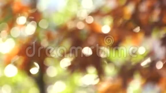 秋天的颜色模糊的叶子视频的预览图