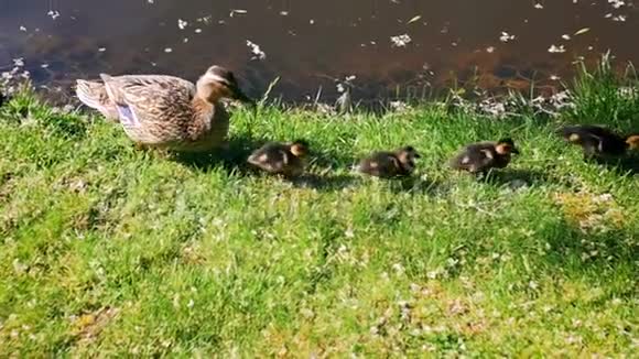 鸭妈妈和小鸭子在河岸上散步的慢动作视频视频的预览图