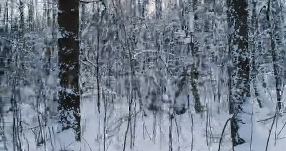 空中视频冬季傍晚美丽的森林景观摄像机向左移动视频的预览图
