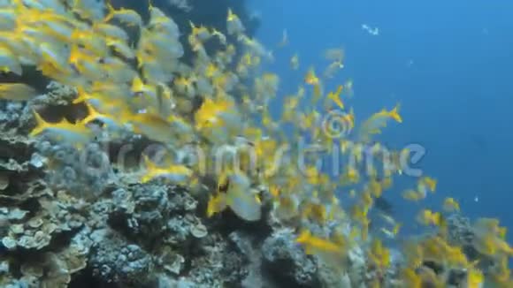 珊瑚礁附近的黄鱼视频的预览图