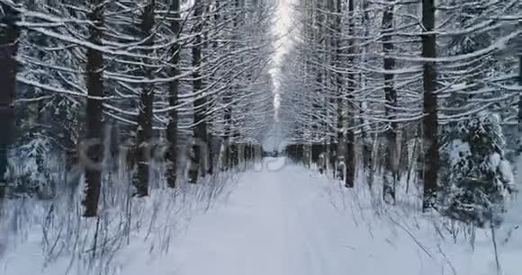 空中视频冬季美丽森林景观摄像机向右移动视频的预览图
