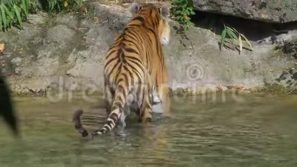 西伯利亚虎丛林之水视频的预览图