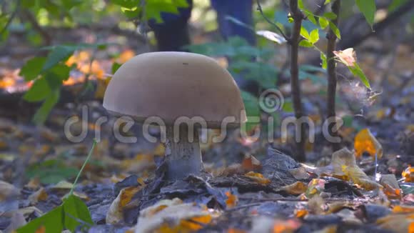 秋林中的大白蘑菇视频的预览图