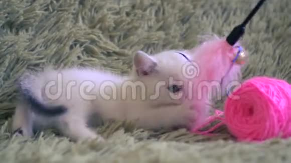 可爱的白色小猫玩着粉红色的毛线球视频的预览图