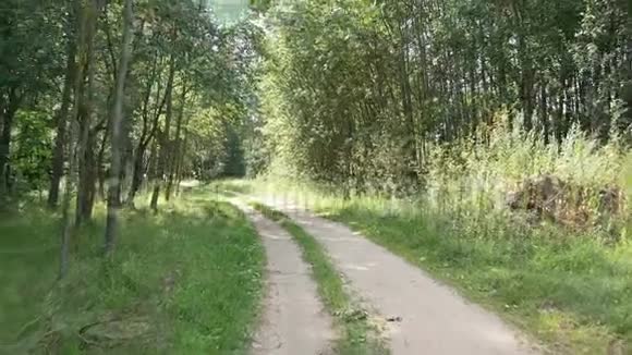 公园内绿树和灌木丛中的道路视频的预览图