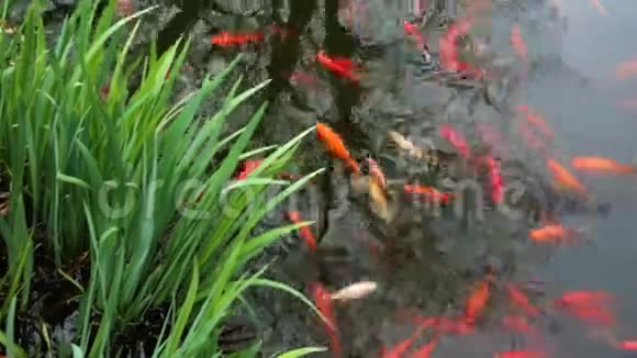 一群金鱼走近池塘的岸边视频的预览图