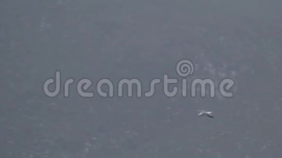 靠近海滩2的海鸥苍蝇视频的预览图