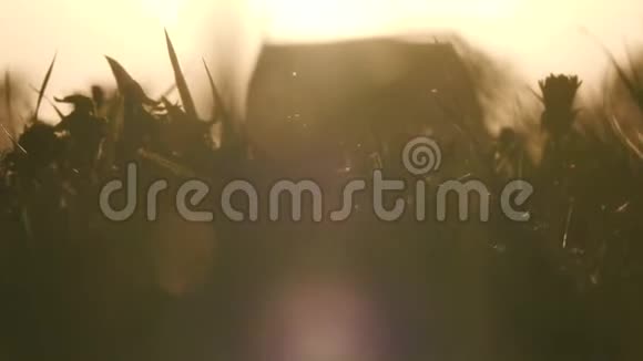 日落时有野草和蒲公英的田野视频的预览图
