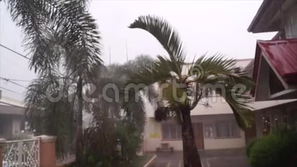 大雨时棕榈树和树叶摇摆视频的预览图