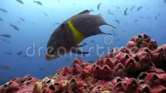 鹦鹉鱼在加拉帕戈斯的海洋中吃珊瑚和水视频的预览图