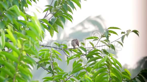 屋雀栖息在树枝上视频的预览图
