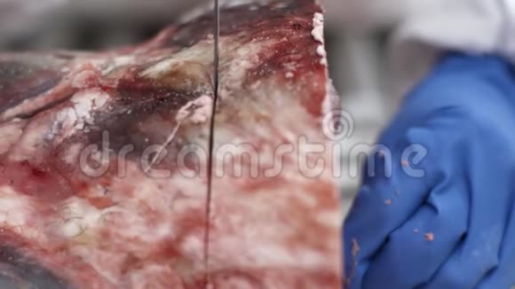 工厂设备在屠宰厂用锯条机切割生肉的男工视频的预览图