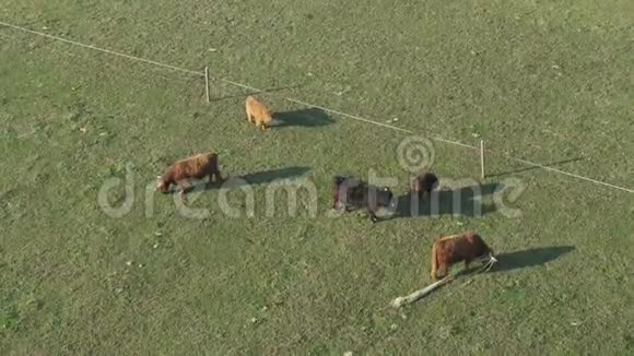 鸟瞰牛群一群奶牛平静地行走和咀嚼青草视频的预览图