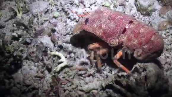 红海海底的海贼王哈尼驼背拖鞋龙虾视频的预览图