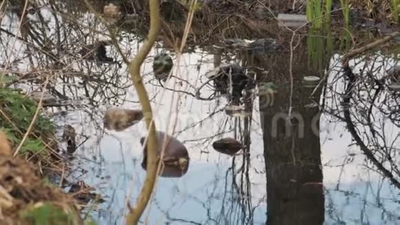 五颜六色的塑料瓶饮料漂浮在水中堵塞了环境循环利用问题的概念视频的预览图