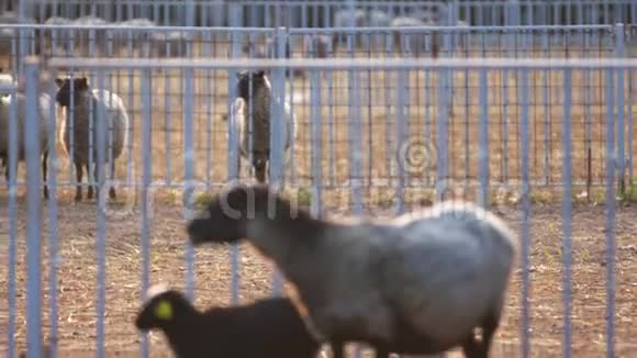 两只羊站在栅栏附近嚼干草环顾农场视频的预览图
