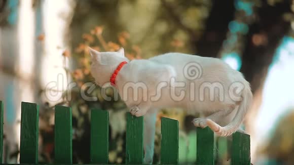 美丽的白猫走在蓝色的夏天天空下的木栅栏上猫在街上的概念生活方式视频的预览图