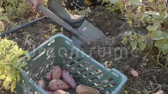农民带着孩子在生态农场的田野上收获有机红薯视频的预览图