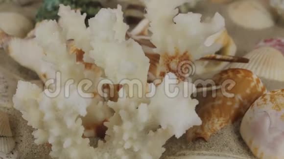 在沙滩上旋转的珊瑚和贝壳视频的预览图