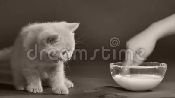 小猫从手指上吸奶视频的预览图