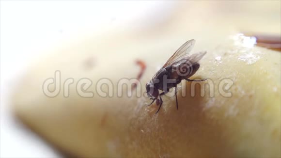 家蝇在香蕉皮上爬行视频的预览图