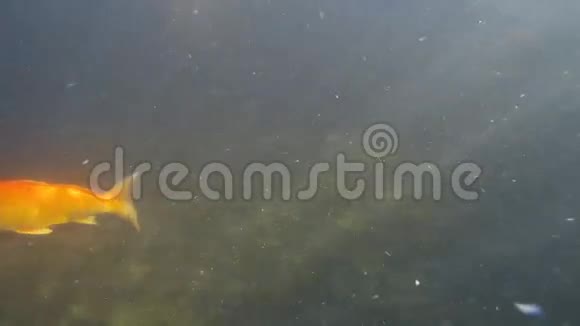 花鲤鱼在水下游泳视频的预览图