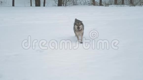 冬雪假期混种狗向年轻女子跑去靠近冰冻的河流附近森林里多云多雾视频的预览图