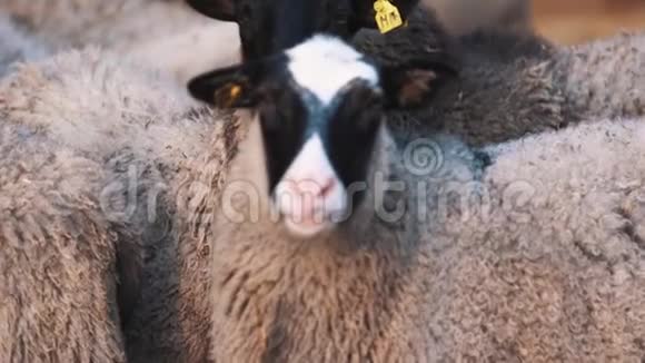 绵羊呆在农场里慢慢地把头转向右边视频的预览图