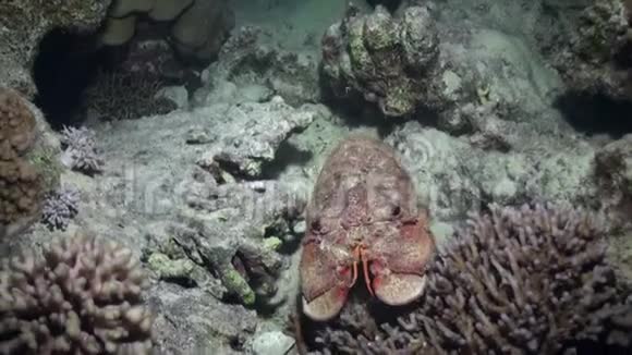 红海海底的海贼王哈尼驼背拖鞋龙虾视频的预览图