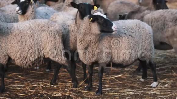 绵羊靠近羊群咬左边的卷毛视频的预览图