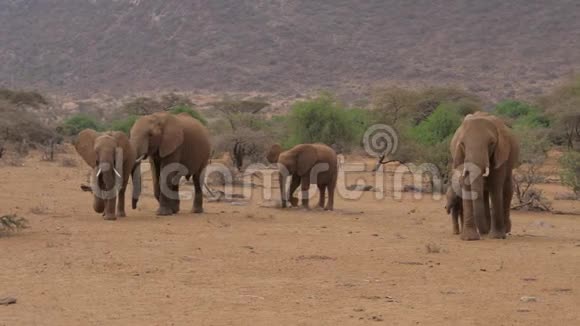 沙漠中有棕沙的大象家族视频的预览图